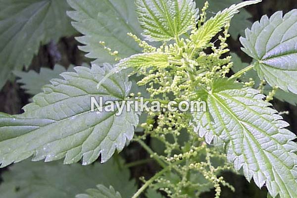 گزنه, خواص گزنه, خواص روغن گزنه, گزنه برای مو, خواص گزنه لاغری, خواص گزنه برای رحم, مضرات گزنه, طبع گزنه, انواع گزنه, گزنه خشک, روغن گزنه, کپسول گزنه, گزنه دو پایه, درمان گزنه زدگی, خواص گزنه برای مو گزنه, خواص گزنه, گزنه برای مو, خواص گزنه لاغری, خواص گزنه برای رحم, مضرات گزنه, طبع گزنه, انواع گزنه, گزنه خشک, روغن گزنه, کپسول گزنه, گزنه دو پایه, درمان گزنه زدگی, خواص گزنه برای مو