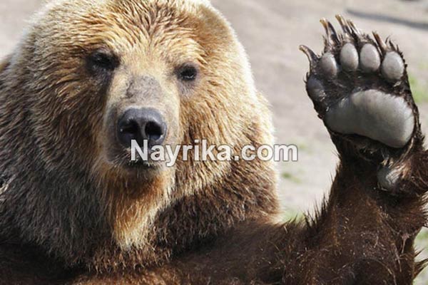 تعبیر خواب خرس, تعبیر خواب خرس قهوه ای, تعبیر خواب خرس قطبی سفید, تعبیر خواب بچه خرس امام صادق, تعبیر خواب دوستی با خرس, تعبیر خواب خرس قطبی, تعبیر خواب خرس قهوه ای امام صادق تعبیر خواب خرس, تعبیر خواب خرس قهوه ای, تعبیر خواب خرس قطبی سفید, تعبیر خواب بچه خرس امام صادق, تعبیر خواب دوستی با خرس, تعبیر خواب خرس قطبی, تعبیر خواب خرس قهوه ای امام صادق