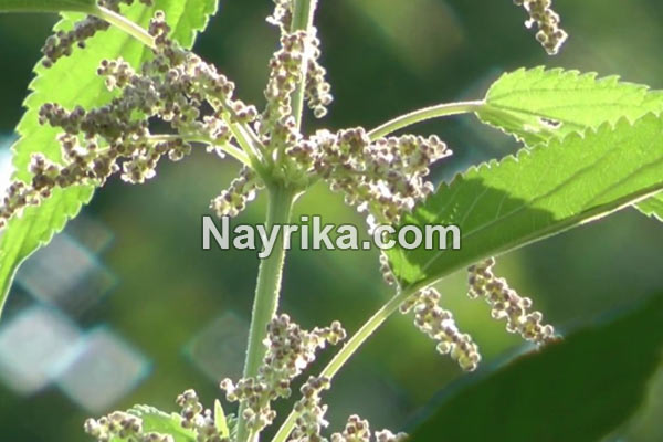 گزنه, خواص گزنه, خواص روغن گزنه, گزنه برای مو, خواص گزنه لاغری, خواص گزنه برای رحم, مضرات گزنه, طبع گزنه, انواع گزنه, گزنه خشک, روغن گزنه, کپسول گزنه, گزنه دو پایه, درمان گزنه زدگی, خواص گزنه برای مو گزنه, خواص گزنه, گزنه برای مو, خواص گزنه لاغری, خواص گزنه برای رحم, مضرات گزنه, طبع گزنه, انواع گزنه, گزنه خشک, روغن گزنه, کپسول گزنه, گزنه دو پایه, درمان گزنه زدگی, خواص گزنه برای مو