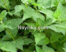 گزنه: خواص، مضرات، طبع، انواع، روغن / گزنه برای مو، لاغری، رحم / گزنه خشک گزنه: خواص، مضرات، طبع، انواع، روغن / گزنه برای مو، لاغری، رحم / گزنه خشک