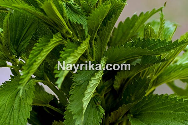 گزنه, خواص گزنه, خواص روغن گزنه, گزنه برای مو, خواص گزنه لاغری, خواص گزنه برای رحم, مضرات گزنه, طبع گزنه, انواع گزنه, گزنه خشک, روغن گزنه, کپسول گزنه, گزنه دو پایه, درمان گزنه زدگی, خواص گزنه برای مو گزنه, خواص گزنه, گزنه برای مو, خواص گزنه لاغری, خواص گزنه برای رحم, مضرات گزنه, طبع گزنه, انواع گزنه, گزنه خشک, روغن گزنه, کپسول گزنه, گزنه دو پایه, درمان گزنه زدگی, خواص گزنه برای مو