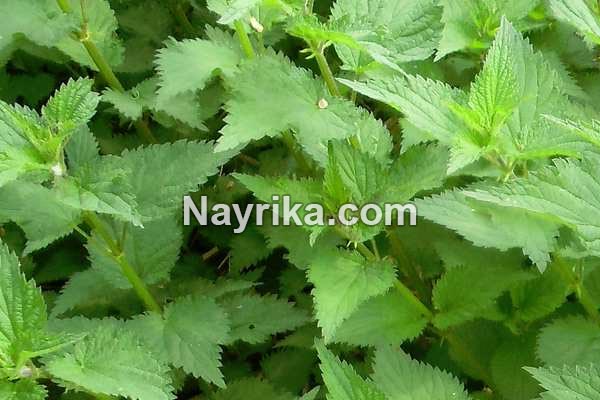 گزنه, خواص گزنه, خواص روغن گزنه, گزنه برای مو, خواص گزنه لاغری, خواص گزنه برای رحم, مضرات گزنه, طبع گزنه, انواع گزنه, گزنه خشک, روغن گزنه, کپسول گزنه, گزنه دو پایه, درمان گزنه زدگی, خواص گزنه برای مو گزنه, خواص گزنه, گزنه برای مو, خواص گزنه لاغری, خواص گزنه برای رحم, مضرات گزنه, طبع گزنه, انواع گزنه, گزنه خشک, روغن گزنه, کپسول گزنه, گزنه دو پایه, درمان گزنه زدگی, خواص گزنه برای مو