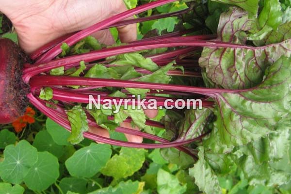 چغندر, خواص چغندر, مضرات چغندر, طبع چغندر, فرق چغندر با لبو, برگ چغندر, چگونه آب چغندر بگیریم, طرز تهیه آب چغندر چغندر, خواص چغندر, مضرات چغندر, طبع چغندر, فرق چغندر با لبو, برگ چغندر, چگونه آب چغندر بگیریم, طرز تهیه آب چغندر