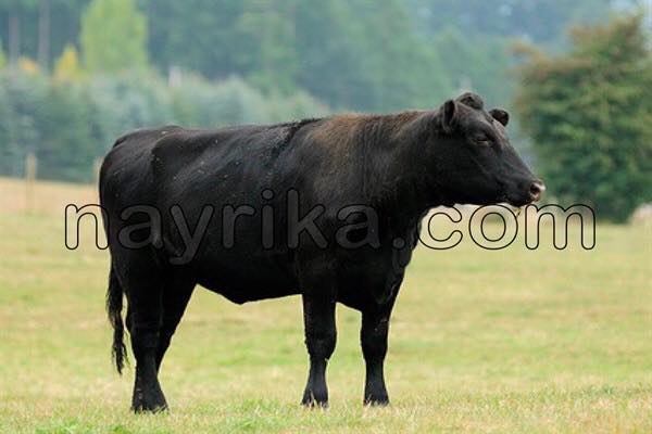 تعبیر خواب گاو, تعبیر خواب گاو وحشی شاخدار, تعبیر خواب کشتن گاو, تعبیر خواب گوساله, تعبیر خواب کله گاو, تعبیر خواب گاو زرد, تعبیر خواب حمله گاو سیاه, تعبیر خواب سر بریدن گاو, تعبیر خواب گاو سیاه نر تعبیر خواب گاو, تعبیر خواب گاو وحشی شاخدار, تعبیر خواب کشتن گاو, تعبیر خواب گوساله, تعبیر خواب کله گاو, تعبیر خواب گاو زرد, تعبیر خواب حمله گاو سیاه, تعبیر خواب سر بریدن گاو, تعبیر خواب گاو سیاه نر