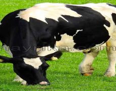 تعبیر خواب گاو، گوساله و کله گاو / تعبیر خواب کشتن و سر بریدن گاو شاخدار تعبیر خواب گاو، گوساله و کله گاو / تعبیر خواب کشتن و سر بریدن گاو شاخدار