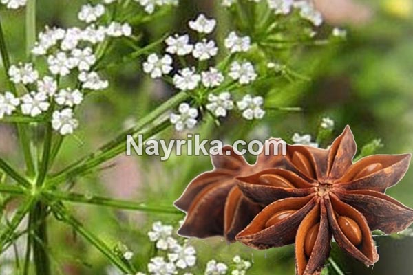 انیسون, خواص انیسون, مضرات انیسون, طبع انیسون, انیسون و لاغری, انیسون و قاعدگی, خواص دمنوش انیسون, عرق انیسون, خواص عرق انیسون, مضرات عرق انیسون, عرق انیسون برای کودکان, عرق انیسون و انجیر خشک, طریقه مصرف عرق انیسون, طرز مصرف بادیان, عکس گیاه انیسون, بادیان رومی, انیسون در طب اسلامی انیسون, خواص انیسون, مضرات انیسون, طبع انیسون, انیسون و لاغری, انیسون و قاعدگی, خواص دمنوش انیسون, عرق انیسون, خواص عرق انیسون, مضرات عرق انیسون, عرق انیسون برای کودکان, عرق انیسون و انجیر خشک, طریقه مصرف عرق انیسون, طرز مصرف بادیان, عکس گیاه انیسون, بادیان رومی, انیسون در طب اسلامی
