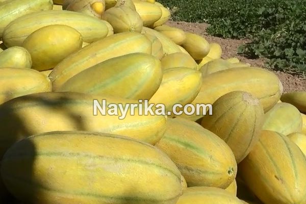 خربزه, خواص خربزه, مضرات خربزه, طبع خربزه, انواع خربزه در ایران, خربزه مشهدی, خربزه و عسل خربزه, خواص خربزه, مضرات خربزه, طبع خربزه, انواع خربزه در ایران, خربزه مشهدی, خربزه و عسل