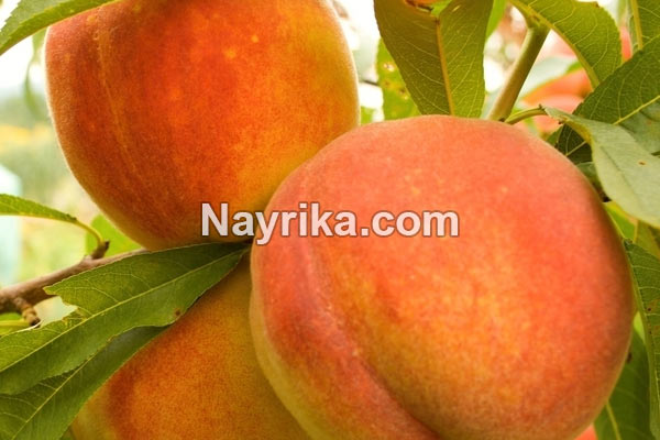 هلو, خواص هلو, مضرات هلو, طبع هلو, خواص هلو برای پوست, خواص هلو برای کودکان, خواص هلو برای سرماخوردگی, هلو در بارداری, خواص هلو برای نوزادان هلو, خواص هلو, مضرات هلو, طبع هلو, خواص هلو برای پوست, خواص هلو برای کودکان, خواص هلو برای سرماخوردگی, هلو در بارداری, خواص هلو برای نوزادان