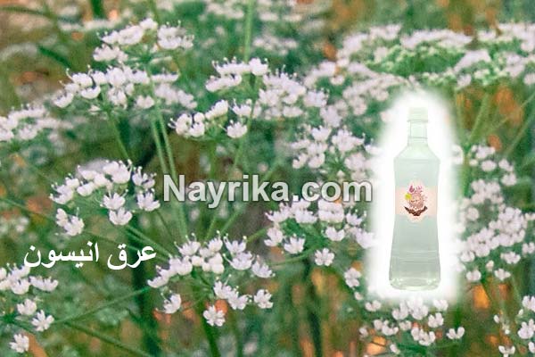 انیسون, خواص انیسون, مضرات انیسون, طبع انیسون, انیسون و لاغری, انیسون و قاعدگی, خواص دمنوش انیسون, عرق انیسون, خواص عرق انیسون, مضرات عرق انیسون, عرق انیسون برای کودکان, عرق انیسون و انجیر خشک, طریقه مصرف عرق انیسون, طرز مصرف بادیان, عکس گیاه انیسون, بادیان رومی, انیسون در طب اسلامی انیسون, خواص انیسون, مضرات انیسون, طبع انیسون, انیسون و لاغری, انیسون و قاعدگی, خواص دمنوش انیسون, عرق انیسون, خواص عرق انیسون, مضرات عرق انیسون, عرق انیسون برای کودکان, عرق انیسون و انجیر خشک, طریقه مصرف عرق انیسون, طرز مصرف بادیان, عکس گیاه انیسون, بادیان رومی, انیسون در طب اسلامی