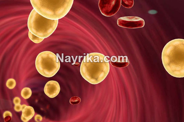 چربی خون, علائم چربی خون, علائم چربی خون عصبی, درمان خانگی چربی خون, درمان چربی خون در طب سنتی, چربی خون به انگلیسی, برای کاهش چربی خون چه بخوریم, بهترین دمنوش برای چربی خون, داروی چربی خون, درمان قطعی چربی خون, درمان چربی خون چربی خون, علائم چربی خون, علائم چربی خون عصبی, درمان خانگی چربی خون, درمان چربی خون در طب سنتی, چربی خون به انگلیسی, برای کاهش چربی خون چه بخوریم, بهترین دمنوش برای چربی خون, داروی چربی خون, درمان قطعی چربی خون, درمان چربی خون