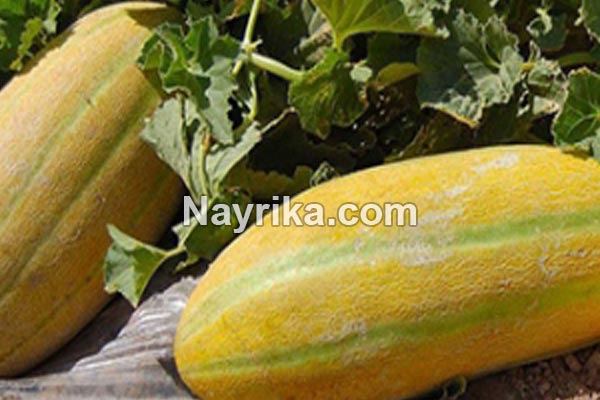 خربزه, خواص خربزه, مضرات خربزه, طبع خربزه, انواع خربزه در ایران, خربزه مشهدی, خربزه و عسل خربزه, خواص خربزه, مضرات خربزه, طبع خربزه, انواع خربزه در ایران, خربزه مشهدی, خربزه و عسل