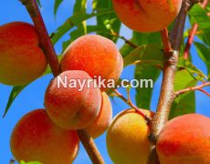 هلو: خواص، مضرات، طبع / خواص هلو برای پوست، کودکان، سرماخوردگی، بارداری هلو: خواص، مضرات، طبع / خواص هلو برای پوست، کودکان، سرماخوردگی، بارداری