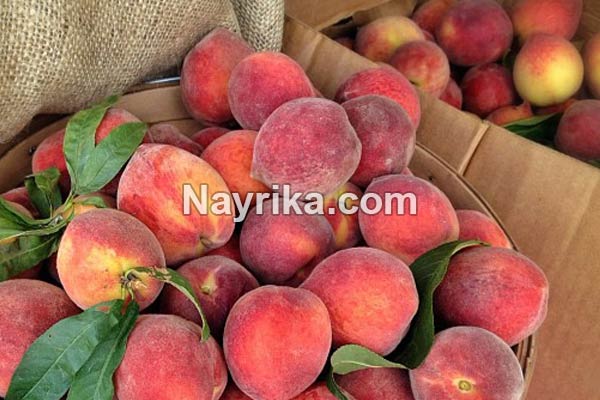 هلو, خواص هلو, مضرات هلو, طبع هلو, خواص هلو برای پوست, خواص هلو برای کودکان, خواص هلو برای سرماخوردگی, هلو در بارداری, خواص هلو برای نوزادان هلو, خواص هلو, مضرات هلو, طبع هلو, خواص هلو برای پوست, خواص هلو برای کودکان, خواص هلو برای سرماخوردگی, هلو در بارداری, خواص هلو برای نوزادان