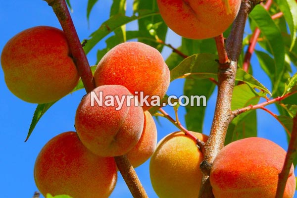 هلو, خواص هلو, مضرات هلو, طبع هلو, خواص هلو برای پوست, خواص هلو برای کودکان, خواص هلو برای سرماخوردگی, هلو در بارداری, خواص هلو برای نوزادان هلو, خواص هلو, مضرات هلو, طبع هلو, خواص هلو برای پوست, خواص هلو برای کودکان, خواص هلو برای سرماخوردگی, هلو در بارداری, خواص هلو برای نوزادان