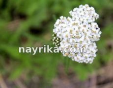 بومادران: خواص، مضرات، طبع، دمنوش، نحوه مصرف برای سرماخوردگی و عفونت زنان