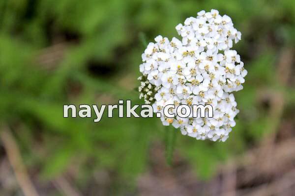 بومادران, خواص بومادران, مضرات بومادران, طبع بومادران, خواص بومادران برای سرماخوردگی, خواص بومادران برای عفونت زنان, خاصیت بومادران زرد, دمنوش بومادران, مضرات دمنوش بومادران, نام دیگر بومادران چیست, نحوه مصرف بومادران, خواص گیاه بومادران زرد بومادران, خواص بومادران, مضرات بومادران, طبع بومادران, خواص بومادران برای سرماخوردگی, خواص بومادران برای عفونت زنان, خاصیت بومادران زرد, دمنوش بومادران, مضرات دمنوش بومادران, نام دیگر بومادران چیست, نحوه مصرف بومادران, خواص گیاه بومادران زرد