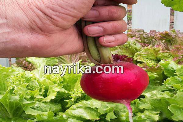 تربچه, خواص تربچه, مضرات تربچه, طبع تربچه, خواص برگ تربچه, ترب قرمز در بارداری, ترب قرمز و سنگ کلیه, کاشت تربچه, تربچه سفید, خواص تربچه نقلی, خواص برگ تربچه قرمز تربچه, خواص تربچه, مضرات تربچه, طبع تربچه, خواص برگ تربچه, ترب قرمز در بارداری, ترب قرمز و سنگ کلیه, کاشت تربچه, تربچه سفید, خواص تربچه نقلی, خواص برگ تربچه قرمز