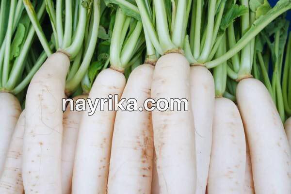 تربچه, خواص تربچه, مضرات تربچه, طبع تربچه, خواص برگ تربچه, ترب قرمز در بارداری, ترب قرمز و سنگ کلیه, کاشت تربچه, تربچه سفید, خواص تربچه نقلی, خواص برگ تربچه قرمز تربچه, خواص تربچه, مضرات تربچه, طبع تربچه, خواص برگ تربچه, ترب قرمز در بارداری, ترب قرمز و سنگ کلیه, کاشت تربچه, تربچه سفید, خواص تربچه نقلی, خواص برگ تربچه قرمز