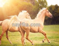 تعبیر خواب اسب و اسب سواری: اسب ذوالجناح، گله اسب، نوازش، زایمان اسب سفید تعبیر خواب اسب و اسب سواری: اسب ذوالجناح، گله اسب، نوازش، زایمان اسب سفید