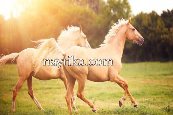 تعبیر خواب اسب, تعبیر خواب اسب سواری, تعبیر خواب اسب ذوالجناح, تعبیر خواب اسب سفید امام حسین, تعبیر خواب گله اسب, تعبیر خواب نوازش اسب, تعبیر خواب زایمان اسب, تعبیر خواب اسب دوسر تعبیر خواب اسب, تعبیر خواب اسب سواری, تعبیر خواب اسب ذوالجناح, تعبیر خواب اسب سفید امام حسین, تعبیر خواب گله اسب, تعبیر خواب نوازش اسب, تعبیر خواب زایمان اسب, تعبیر خواب اسب دوسر