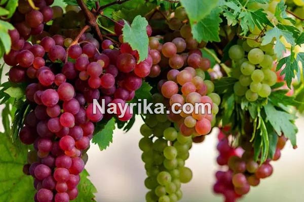 تعبیر خواب انگور, تعبیر خواب کلی انگور, تعبیر خواب انگور برای زن باردار, تعبیر خواب خوشه انگور سبز, تعبیر خواب دادن انگور به دیگران, تعبیر خواب شراب انگور تعبیر خواب انگور, تعبیر خواب کلی انگور, تعبیر خواب انگور برای زن باردار, تعبیر خواب خوشه انگور سبز, تعبیر خواب دادن انگور به دیگران, تعبیر خواب شراب انگور