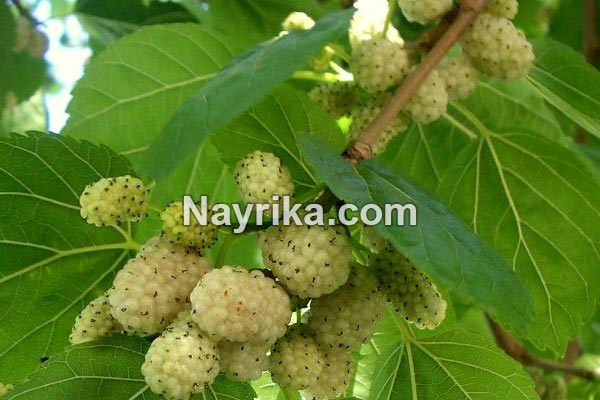 تعبیر خواب توت, تعبیر خواب کلی توت, تعبیر خواب توت کندن از درخت, تعبیر خواب توت سفید درشت, تعبیر خواب توت سفید ابن سیرین, تعبیر خواب شاه توت شیرین تعبیر خواب توت, تعبیر خواب کلی توت, تعبیر خواب توت کندن از درخت, تعبیر خواب توت سفید درشت, تعبیر خواب توت سفید ابن سیرین, تعبیر خواب شاه توت شیرین