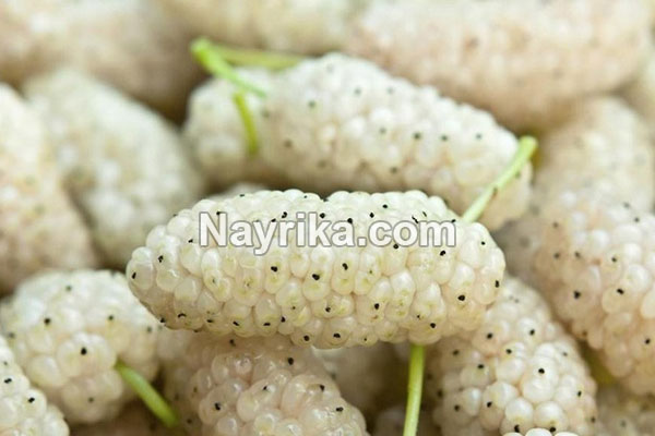 تعبیر خواب توت, تعبیر خواب کلی توت, تعبیر خواب توت کندن از درخت, تعبیر خواب توت سفید درشت, تعبیر خواب توت سفید ابن سیرین, تعبیر خواب شاه توت شیرین تعبیر خواب توت, تعبیر خواب کلی توت, تعبیر خواب توت کندن از درخت, تعبیر خواب توت سفید درشت, تعبیر خواب توت سفید ابن سیرین, تعبیر خواب شاه توت شیرین
