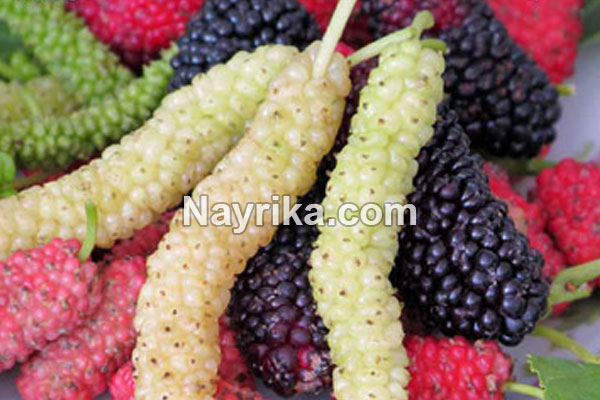 تعبیر خواب توت, تعبیر خواب کلی توت, تعبیر خواب توت کندن از درخت, تعبیر خواب توت سفید درشت, تعبیر خواب توت سفید ابن سیرین, تعبیر خواب شاه توت شیرین تعبیر خواب توت, تعبیر خواب کلی توت, تعبیر خواب توت کندن از درخت, تعبیر خواب توت سفید درشت, تعبیر خواب توت سفید ابن سیرین, تعبیر خواب شاه توت شیرین
