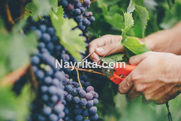 تعبیر خواب انگور, تعبیر خواب کلی انگور, تعبیر خواب انگور برای زن باردار, تعبیر خواب خوشه انگور سبز, تعبیر خواب دادن انگور به دیگران, تعبیر خواب شراب انگور تعبیر خواب انگور, تعبیر خواب کلی انگور, تعبیر خواب انگور برای زن باردار, تعبیر خواب خوشه انگور سبز, تعبیر خواب دادن انگور به دیگران, تعبیر خواب شراب انگور