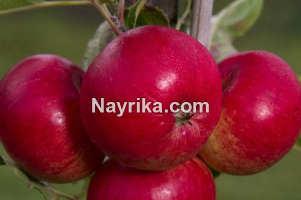 تعبیر خواب سیب, تعبیر خواب کلی سیب, تعبیر خواب سیب برای زن باردار, تعبیر خواب درخت پر از سیب, تعبیر خواب سبد سیب, خواب دیدن چیدن سیب از درخت تعبیر خواب سیب, تعبیر خواب کلی سیب, تعبیر خواب سیب برای زن باردار, تعبیر خواب درخت پر از سیب, تعبیر خواب سبد سیب, خواب دیدن چیدن سیب از درخت