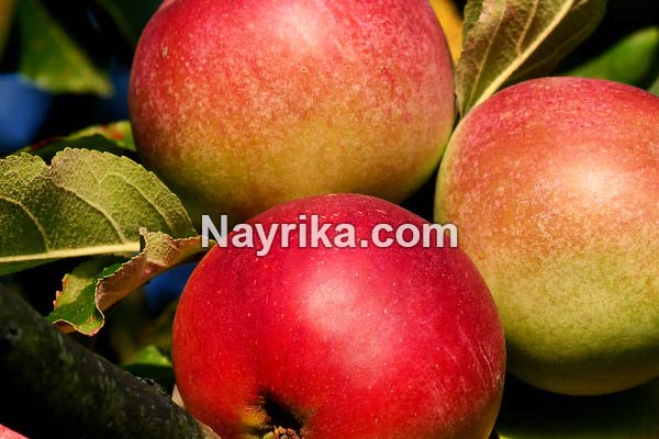 تعبیر خواب سیب, تعبیر خواب کلی سیب, تعبیر خواب سیب برای زن باردار, تعبیر خواب درخت پر از سیب, تعبیر خواب سبد سیب, خواب دیدن چیدن سیب از درخت تعبیر خواب سیب, تعبیر خواب کلی سیب, تعبیر خواب سیب برای زن باردار, تعبیر خواب درخت پر از سیب, تعبیر خواب سبد سیب, خواب دیدن چیدن سیب از درخت