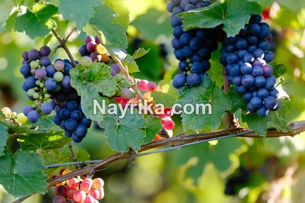تعبیر خواب انگور, تعبیر خواب کلی انگور, تعبیر خواب انگور برای زن باردار, تعبیر خواب خوشه انگور سبز, تعبیر خواب دادن انگور به دیگران, تعبیر خواب شراب انگور تعبیر خواب انگور, تعبیر خواب کلی انگور, تعبیر خواب انگور برای زن باردار, تعبیر خواب خوشه انگور سبز, تعبیر خواب دادن انگور به دیگران, تعبیر خواب شراب انگور