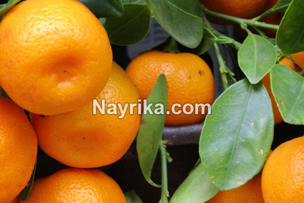 تعبیر خواب نارنگی, تعبیر خواب کلی نارنگی, تعبیر خواب نارنگی امام صادق, تعبیر خواب نارنگی خراب, تعبیر خواب نارنگی حضرت یوسف, تعبیر خواب نارنگی سبز, تعبیر خواب نارنگی شیرین تعبیر خواب نارنگی, تعبیر خواب کلی نارنگی, تعبیر خواب نارنگی امام صادق, تعبیر خواب نارنگی خراب, تعبیر خواب نارنگی حضرت یوسف, تعبیر خواب نارنگی سبز, تعبیر خواب نارنگی شیرین