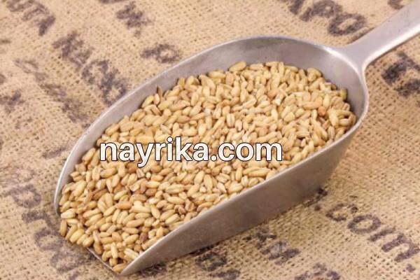 جو دوسر, خواص جو دوسر, مضرات جو دوسر, طبع جو دوسر, خواص جو دوسر در بدنسازی, جو دوسر صبحانه, جو دوسر برای لاغری, طریقه مصرف جو دوسر با پوست, جو دوسر برای تقویت مو, خواص جو دوسر برای کودکان, خواص جو دوسر در طب سنتی جو دوسر, خواص جو دوسر, مضرات جو دوسر, طبع جو دوسر, خواص جو دوسر در بدنسازی, جو دوسر صبحانه, جو دوسر برای لاغری, طریقه مصرف جو دوسر با پوست, جو دوسر برای تقویت مو, خواص جو دوسر برای کودکان, خواص جو دوسر در طب سنتی