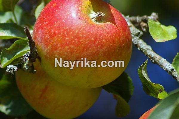 تعبیر خواب سیب, تعبیر خواب کلی سیب, تعبیر خواب سیب برای زن باردار, تعبیر خواب درخت پر از سیب, تعبیر خواب سبد سیب, خواب دیدن چیدن سیب از درخت تعبیر خواب سیب, تعبیر خواب کلی سیب, تعبیر خواب سیب برای زن باردار, تعبیر خواب درخت پر از سیب, تعبیر خواب سبد سیب, خواب دیدن چیدن سیب از درخت