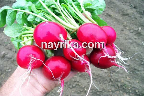 تربچه, خواص تربچه, مضرات تربچه, طبع تربچه, خواص برگ تربچه, ترب قرمز در بارداری, ترب قرمز و سنگ کلیه, کاشت تربچه, تربچه سفید, خواص تربچه نقلی, خواص برگ تربچه قرمز تربچه, خواص تربچه, مضرات تربچه, طبع تربچه, خواص برگ تربچه, ترب قرمز در بارداری, ترب قرمز و سنگ کلیه, کاشت تربچه, تربچه سفید, خواص تربچه نقلی, خواص برگ تربچه قرمز