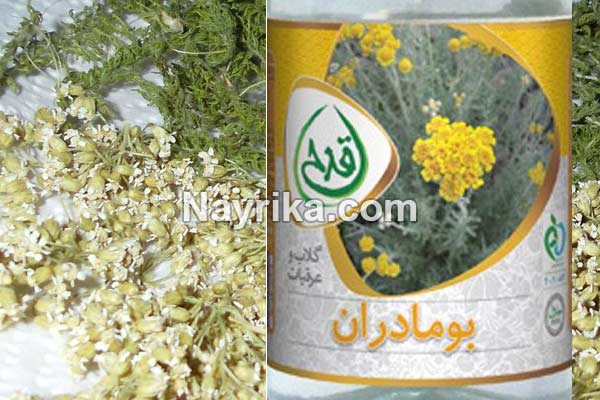عرق بومادران, خواص عرق بومادران, مضرات عرق بومادران, طبع عرق بومادران, خواص عرق بومادران برای نوزادان, طریقه مصرف عرق بومادران, عرق بومادران و کیست تخمدان, خواص عرق بومادران برای تنبلی تخمدان, عرق بومادران برای سقط عرق بومادران, خواص عرق بومادران, مضرات عرق بومادران, طبع عرق بومادران, خواص عرق بومادران برای نوزادان, طریقه مصرف عرق بومادران, عرق بومادران و کیست تخمدان, خواص عرق بومادران برای تنبلی تخمدان, عرق بومادران برای سقط