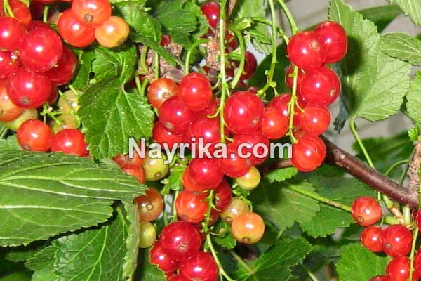 قره قات, خواص قره قات در طب سنتی, مضرات قره قات, قره قات و قند خون, قره قاط از کجا بخریم, قره قاط خشک قره قات, خواص قره قات در طب سنتی, مضرات قره قات, قره قات و قند خون, قره قاط از کجا بخریم, قره قاط خشک