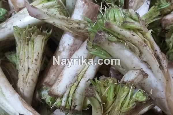 کنگر, خواص کنگر, مضرات کنگر, طبع کنگر, کنگر فرنگی, خورشت کنگر, کنگر ماست, خورشت کنگر فرنگی, کنگر فرنگی را از کجا بخریم, عکس کنگر کنگر, خواص کنگر, مضرات کنگر, طبع کنگر, کنگر فرنگی, خورشت کنگر, کنگر ماست, خورشت کنگر فرنگی, کنگر فرنگی را از کجا بخریم, عکس کنگر