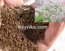زنیان و عرق زنیان: کاملترین مطلب درباره خواص، مضرات، طبع و جوشانده آنها زنیان و عرق زنیان: کاملترین مطلب درباره خواص، مضرات، طبع و جوشانده آنها