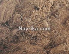 سنبل الطیب: خواص، مضرات، طبع، دمنوش و عرق / سنبل الطیب و گل گاوزبان