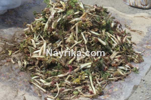 کنگر, خواص کنگر, مضرات کنگر, طبع کنگر, کنگر فرنگی, خورشت کنگر, کنگر ماست, خورشت کنگر فرنگی, کنگر فرنگی را از کجا بخریم, عکس کنگر کنگر, خواص کنگر, مضرات کنگر, طبع کنگر, کنگر فرنگی, خورشت کنگر, کنگر ماست, خورشت کنگر فرنگی, کنگر فرنگی را از کجا بخریم, عکس کنگر