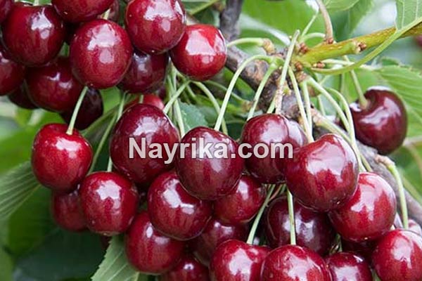 گیلاس, خواص گیلاس, مضرات گیلاس, طبع گیلاس, خواص گیلاس خشک, خواص گیلاس زرد, خواص گیلاس وحشی, خواص گیلاس در بارداری, خواص گیلاس برای پوست, خواص گیلاس برای سرطان, خواص گیلاس برای کبد, خواص گیلاس برای کودکان, خواص گیلاس برای دیابت, خواص گیلاس برای لاغری, درخت گیلاس گیلاس, خواص گیلاس, مضرات گیلاس, طبع گیلاس, خواص گیلاس خشک, خواص گیلاس زرد, خواص گیلاس وحشی, خواص گیلاس در بارداری, خواص گیلاس برای پوست, خواص گیلاس برای سرطان, خواص گیلاس برای کبد, خواص گیلاس برای کودکان, خواص گیلاس برای دیابت, خواص گیلاس برای لاغری, درخت گیلاس