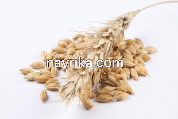 جو دوسر, خواص جو دوسر, مضرات جو دوسر, طبع جو دوسر, خواص جو دوسر در بدنسازی, جو دوسر صبحانه, جو دوسر برای لاغری, طریقه مصرف جو دوسر با پوست, جو دوسر برای تقویت مو, خواص جو دوسر برای کودکان, خواص جو دوسر در طب سنتی جو دوسر, خواص جو دوسر, مضرات جو دوسر, طبع جو دوسر, خواص جو دوسر در بدنسازی, جو دوسر صبحانه, جو دوسر برای لاغری, طریقه مصرف جو دوسر با پوست, جو دوسر برای تقویت مو, خواص جو دوسر برای کودکان, خواص جو دوسر در طب سنتی