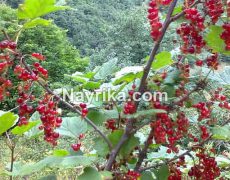 قره قات (قره قاط) : خواص و مضرات در طب سنتی / قره قات خشک و قند خون قره قات (قره قاط) : خواص و مضرات در طب سنتی / قره قات خشک و قند خون