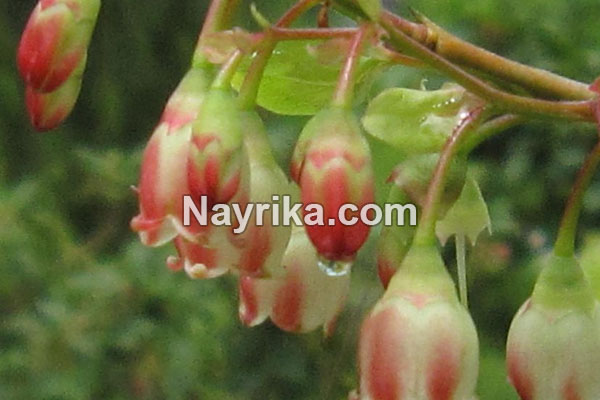 قره قات, خواص قره قات در طب سنتی, مضرات قره قات, قره قات و قند خون, قره قاط از کجا بخریم, قره قاط خشک قره قات, خواص قره قات در طب سنتی, مضرات قره قات, قره قات و قند خون, قره قاط از کجا بخریم, قره قاط خشک