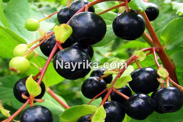 قره قات, خواص قره قات در طب سنتی, مضرات قره قات, قره قات و قند خون, قره قاط از کجا بخریم, قره قاط خشک قره قات, خواص قره قات در طب سنتی, مضرات قره قات, قره قات و قند خون, قره قاط از کجا بخریم, قره قاط خشک