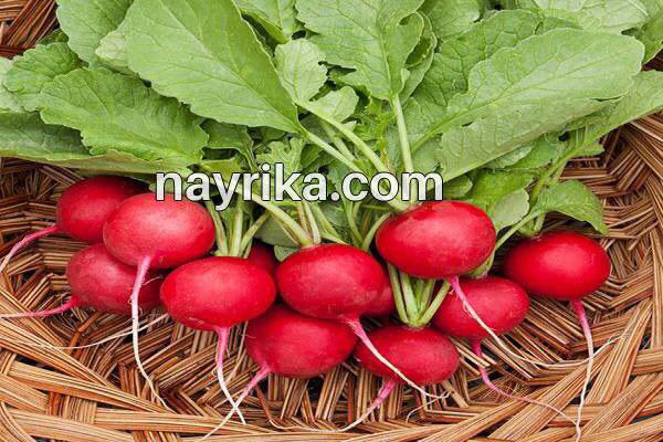 تربچه, خواص تربچه, مضرات تربچه, طبع تربچه, خواص برگ تربچه, ترب قرمز در بارداری, ترب قرمز و سنگ کلیه, کاشت تربچه, تربچه سفید, خواص تربچه نقلی, خواص برگ تربچه قرمز تربچه, خواص تربچه, مضرات تربچه, طبع تربچه, خواص برگ تربچه, ترب قرمز در بارداری, ترب قرمز و سنگ کلیه, کاشت تربچه, تربچه سفید, خواص تربچه نقلی, خواص برگ تربچه قرمز