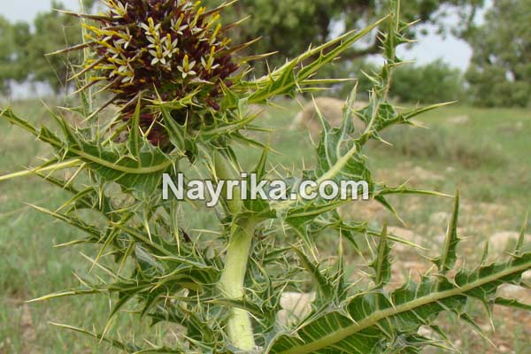 کنگر, خواص کنگر, مضرات کنگر, طبع کنگر, کنگر فرنگی, خورشت کنگر, کنگر ماست, خورشت کنگر فرنگی, کنگر فرنگی را از کجا بخریم, عکس کنگر کنگر, خواص کنگر, مضرات کنگر, طبع کنگر, کنگر فرنگی, خورشت کنگر, کنگر ماست, خورشت کنگر فرنگی, کنگر فرنگی را از کجا بخریم, عکس کنگر