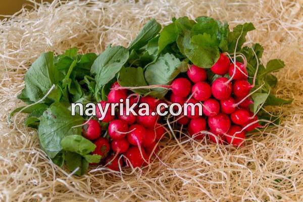 تربچه, خواص تربچه, مضرات تربچه, طبع تربچه, خواص برگ تربچه, ترب قرمز در بارداری, ترب قرمز و سنگ کلیه, کاشت تربچه, تربچه سفید, خواص تربچه نقلی, خواص برگ تربچه قرمز تربچه, خواص تربچه, مضرات تربچه, طبع تربچه, خواص برگ تربچه, ترب قرمز در بارداری, ترب قرمز و سنگ کلیه, کاشت تربچه, تربچه سفید, خواص تربچه نقلی, خواص برگ تربچه قرمز